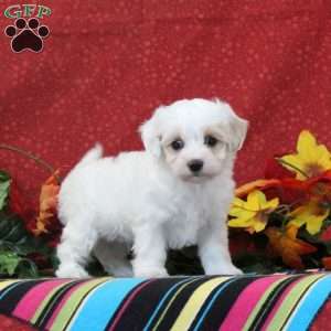 Flamingo, Maltipoo Puppy